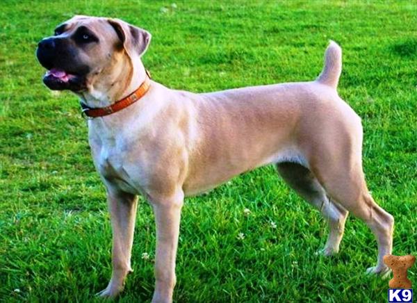 Cane Corso puppy for sale